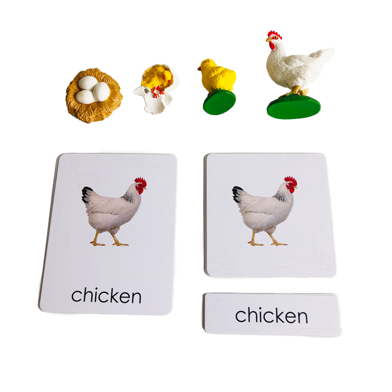 Kids Education Card - Жизненный цикл Животные Карты и модели