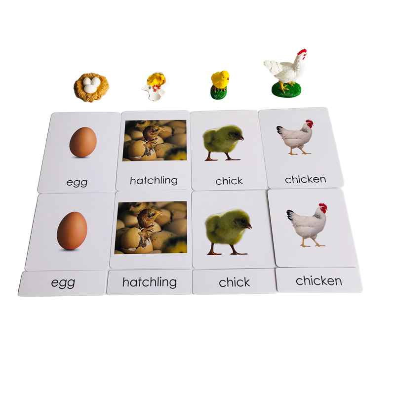 Жизненный цикл Животные Карты  – обзор и цена Kids Education Card